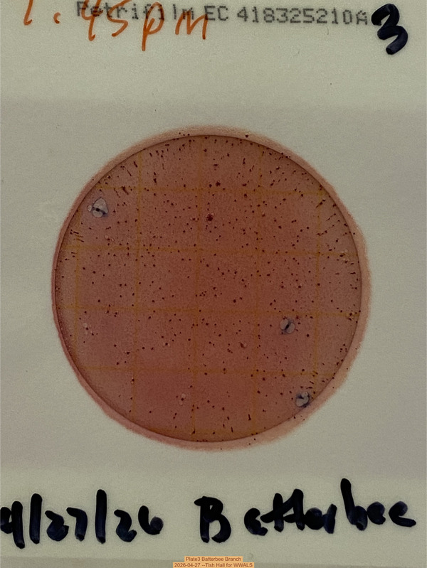 Plate3 Batterbee Branch, 2026-04-27 --Tish Hall for WWALS