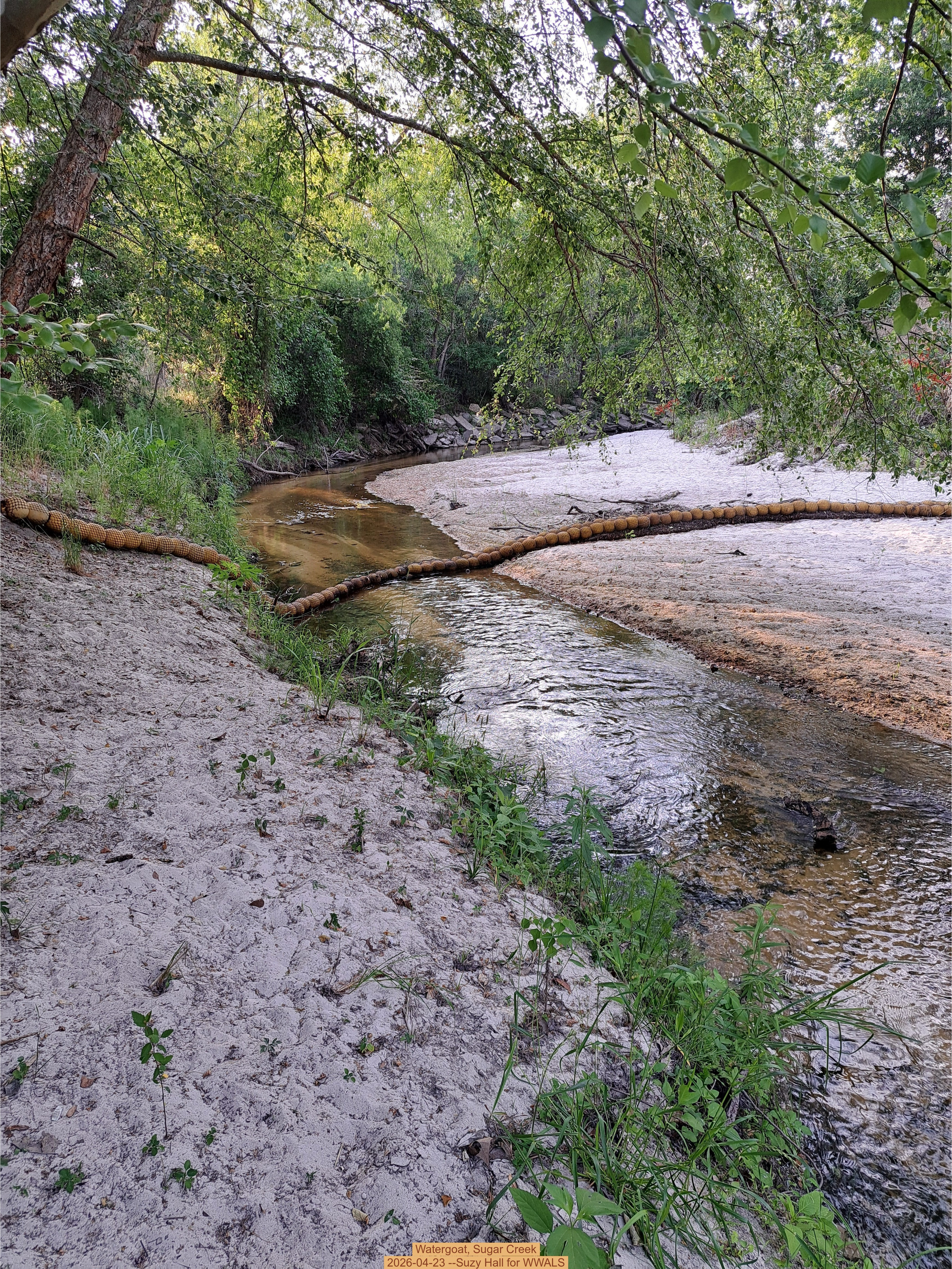 Watergoat, Sugar Creek 2026-04-23 --Suzy Hall for WWALS