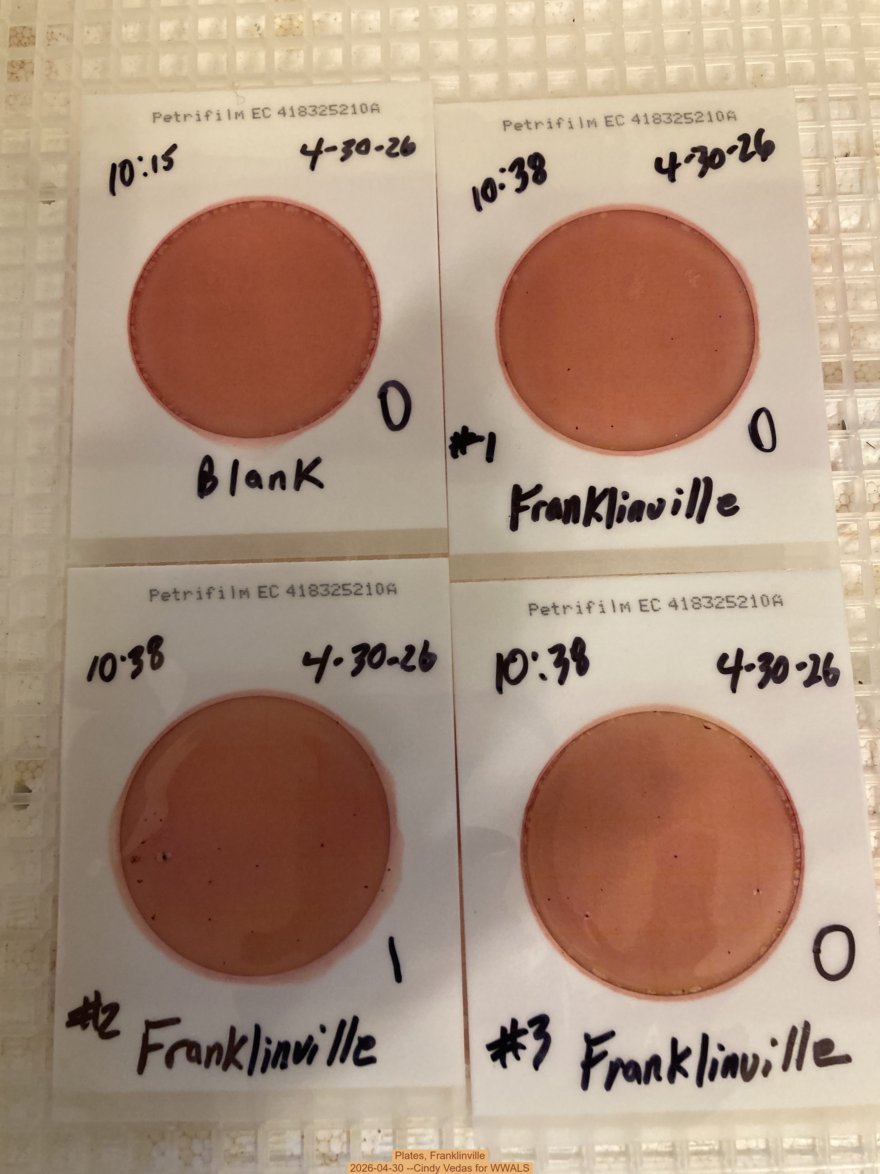 Plates, Franklinville 2026-04-30 --Cindy Vedas for WWALS