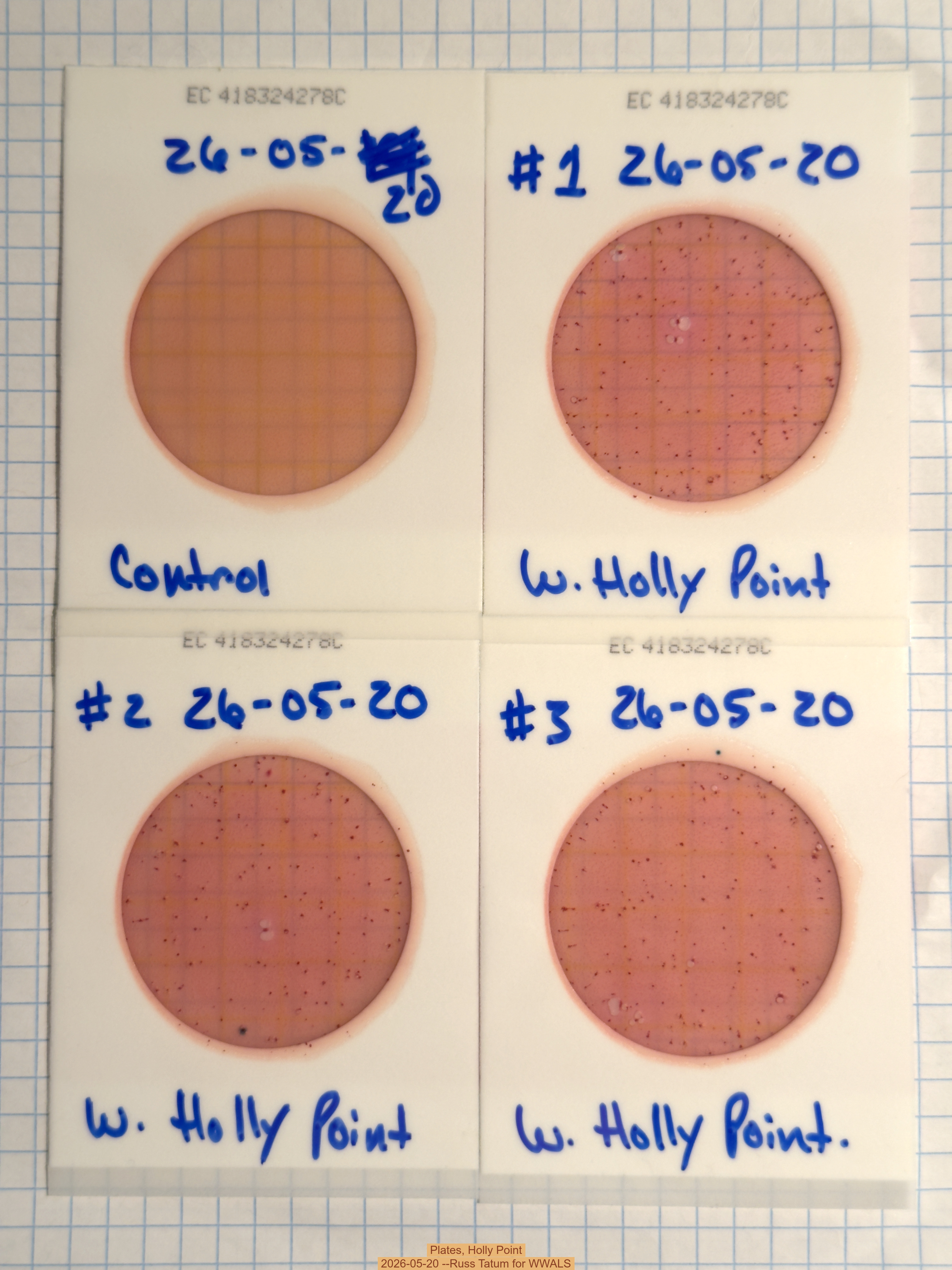 Plates, Holly Point 2026-05-20 --Russ Tatum for WWALS