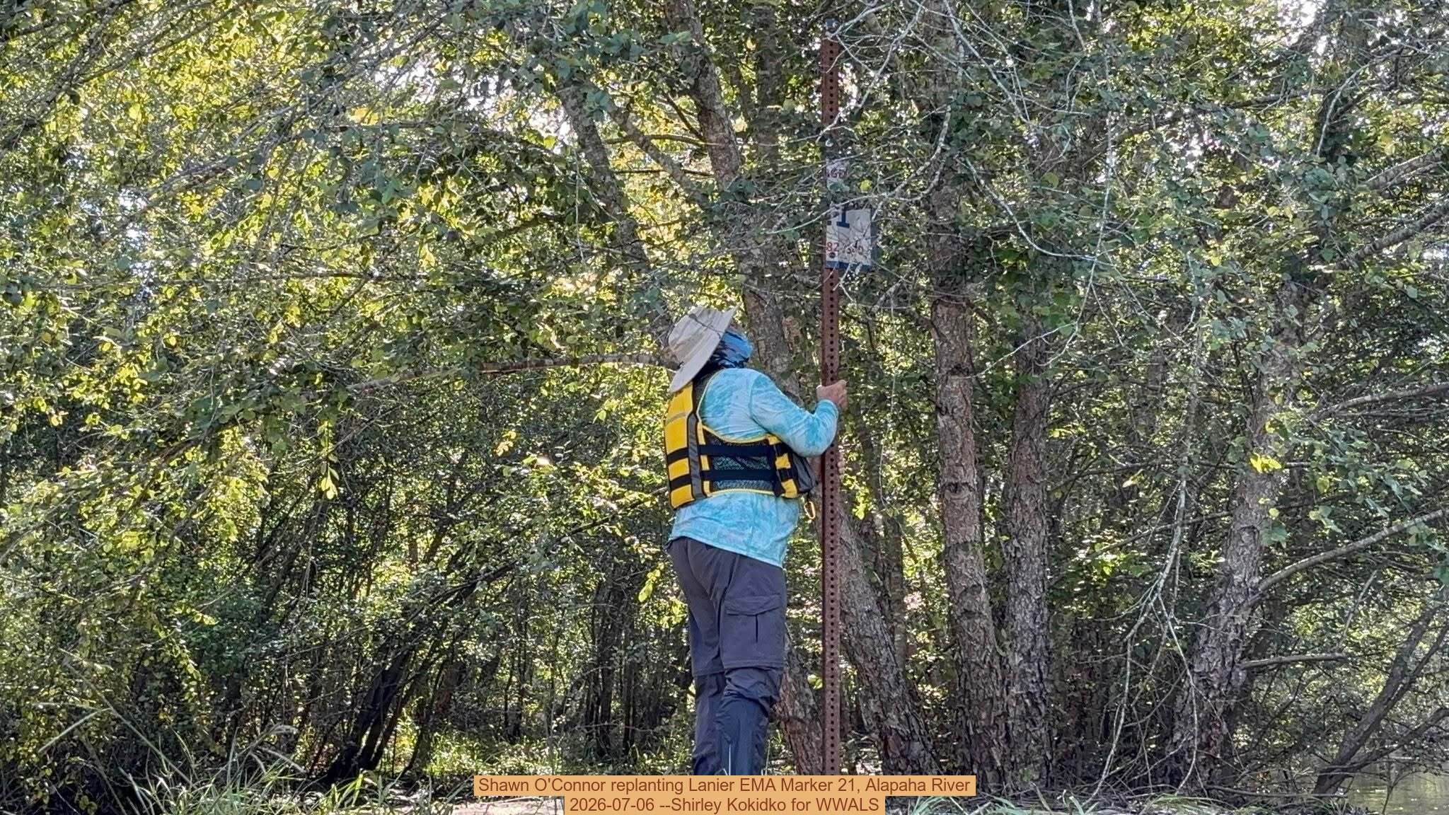 Shawn O'Connor replanting Lanier EMA Marker 21, Alapaha River, 2026-07-06 --Shirley Kokidko for WWALS