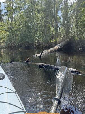[Osceola Deadfall, 2026:07:06 --Shawn O'Connor for WWALS, 10:59:53, 31.11185, -83.05808]