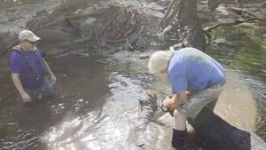 [Movie: First deadfall sawed off, 2026:07:11 09:57:18, 30.8859488, -83.3245417 (15M)]