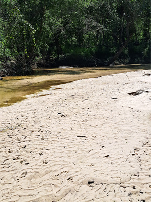 [Two Mile Branch @ Sugar Creek @ WaterGoat 2026-07-15 --Suzy Hall for WWALS]