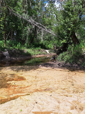 [Two Mile Branch, Sugar Creek @ WaterGoat 2026-07-22 --Suzy Hall for WWALS]