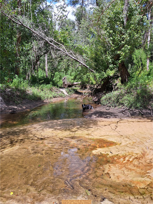 [Context, Sugar Creek @ WaterGoat 2026-07-22 --Suzy Hall for WWALS]