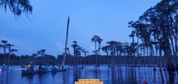[Bat tree, Banks Lake, 2023-07-03 --jsq for WWALS]
