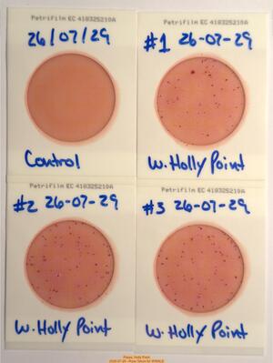[Plates, Holly Point 2026-07-29 --Russ Tatum for WWALS]