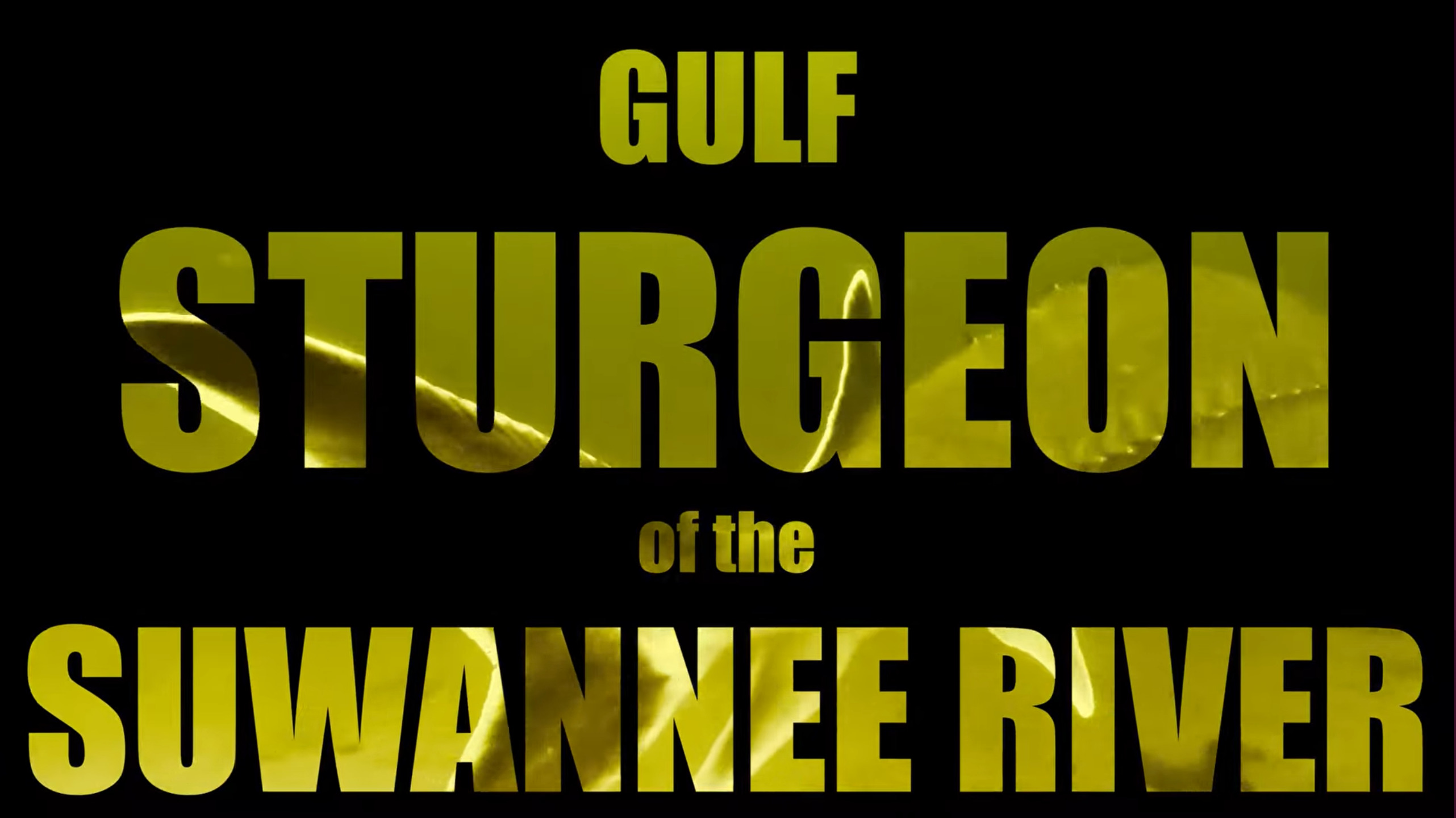 Gulf Sturgeon of the Suwannee River