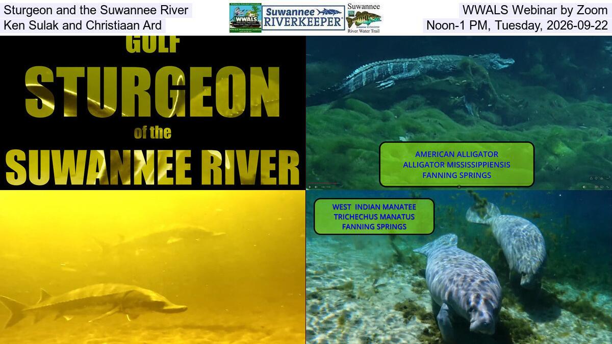 Sturgeon and the Suwannee River, WWALS Webinar by Zoom, Ken Sulak and Christiaan Ard, Noon-1 PM, Tuesday, 2026-09-22