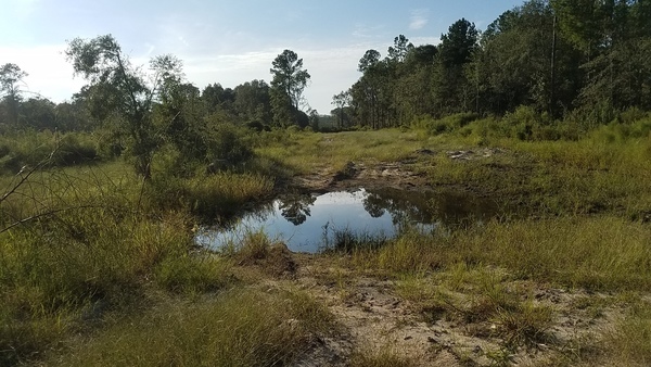 West to sinkhole, Coffee Road, near Okapilco Creek