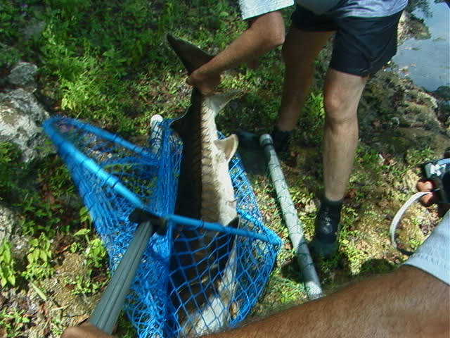 FWC biologist assisting in removing smallest sturgeon about 3.5 ft long, 2025-09-12 --Ken Sulak