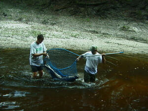 [Mike and FWC biologist having coralled the largest fish in a landing net 2025-09-12 --Ken Sulak]
