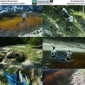 [Sturgeon Rescue from Dry Alapaha River --Kenneth Sulak while at USGS, September 12-13 2010]