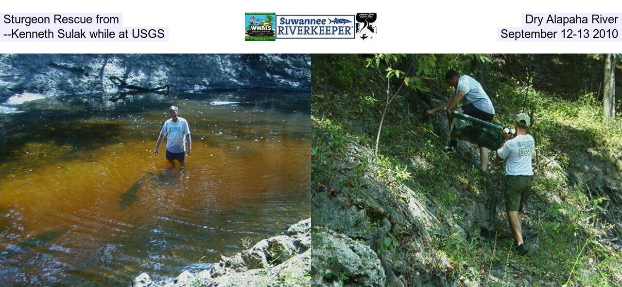 Sturgeon Rescue from Dry Alapaha River --Kenneth Sulak while at USGS, September 12-13 2010