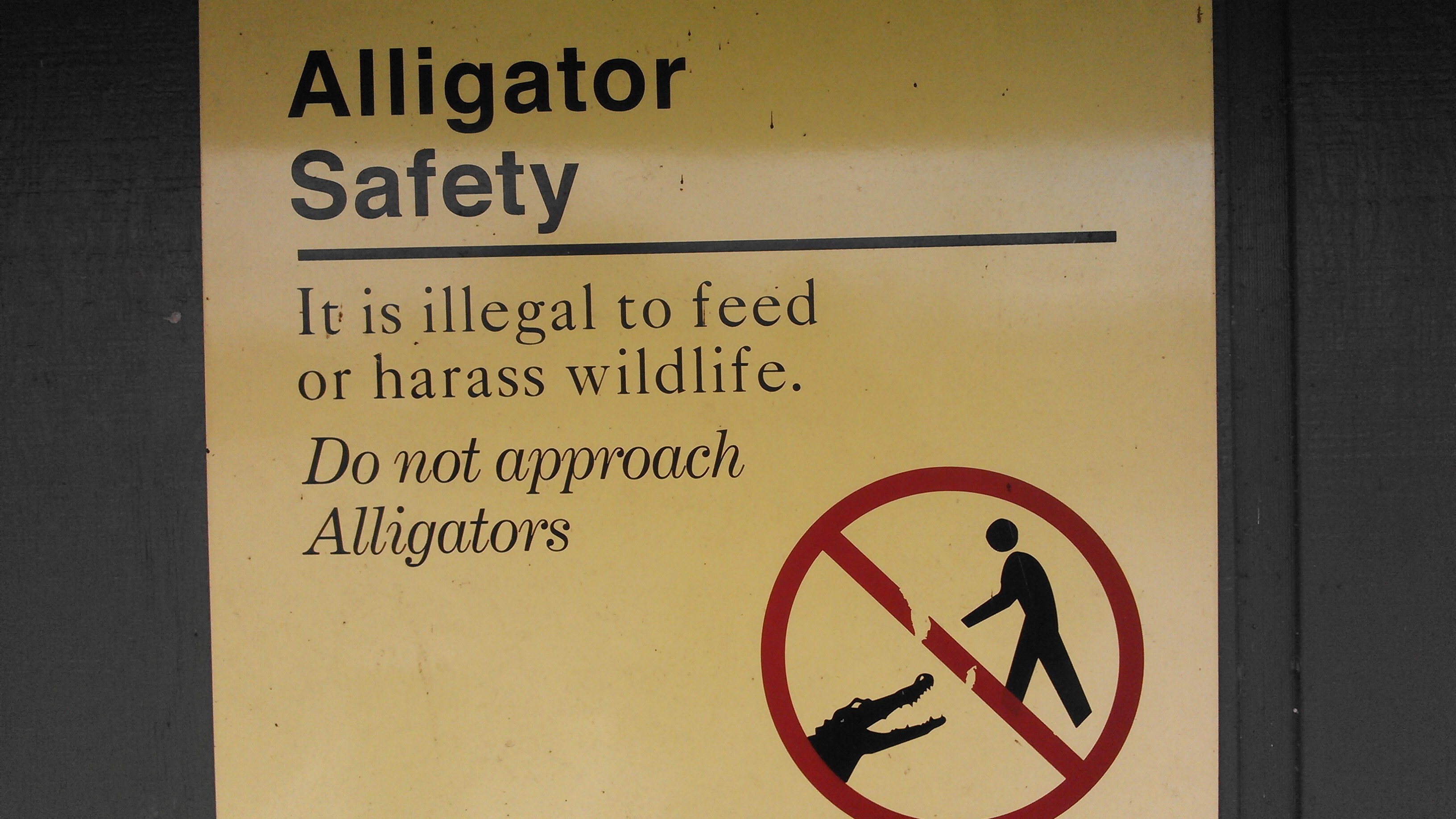 Alligator Safety