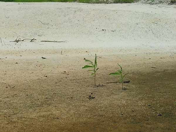 Chamber bitter, Phyllanthus urinaria, on a beach, right bank, --jsq 14:34:45, 30.9716072, -83.0359421