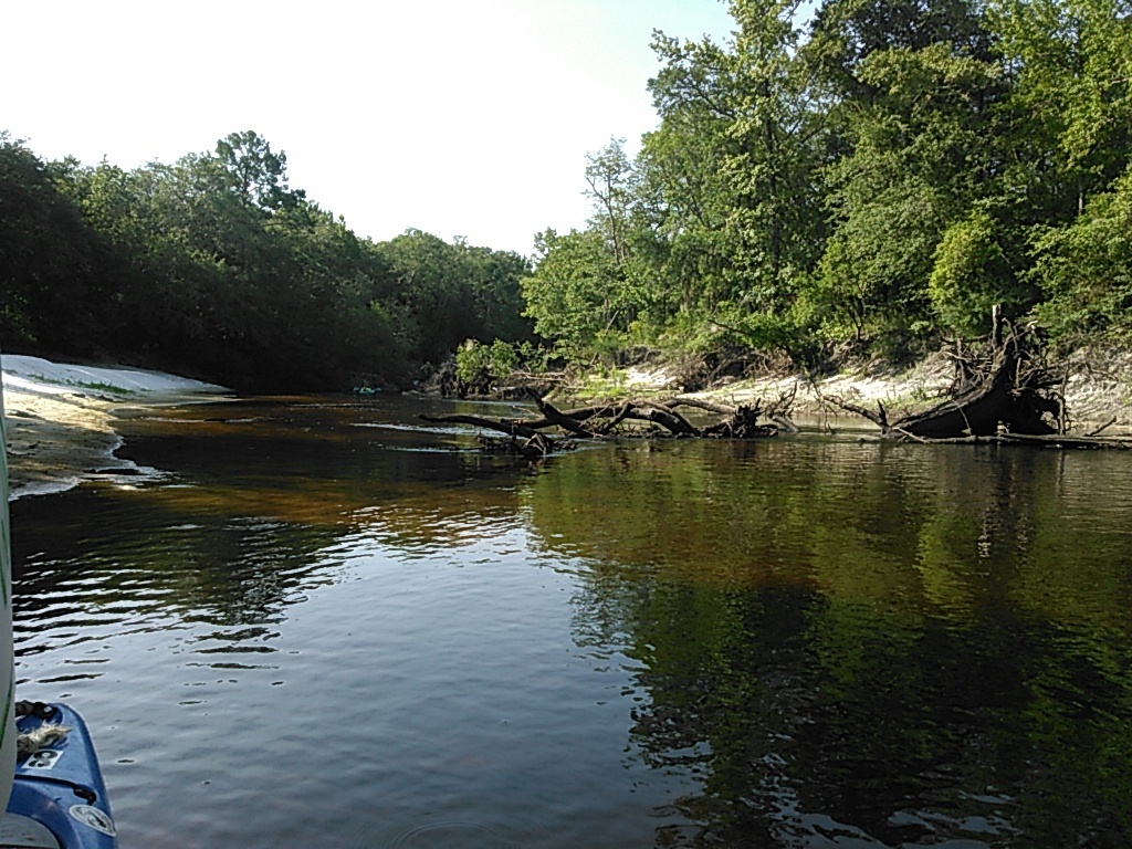 Deadfall on right bank, --jsq 09:36:16, 31.0349178, -83.0490417