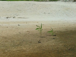 [Chamber bitter, Phyllanthus urinaria, on a beach, right bank, --jsq 14:34:45, 30.9716072, -83.0359421]