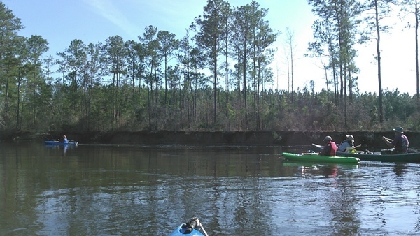 Boaters, bluff, planted trees 31.1707840, -83.0449142