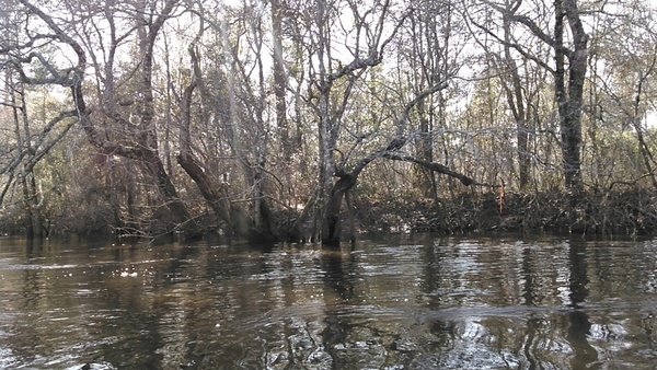 Oak with tape marker, about 500 feet n. of Mud Creek 31.1674213, -83.0402069