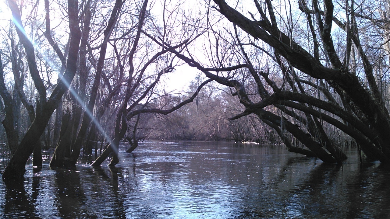 Smooth under the oak arches