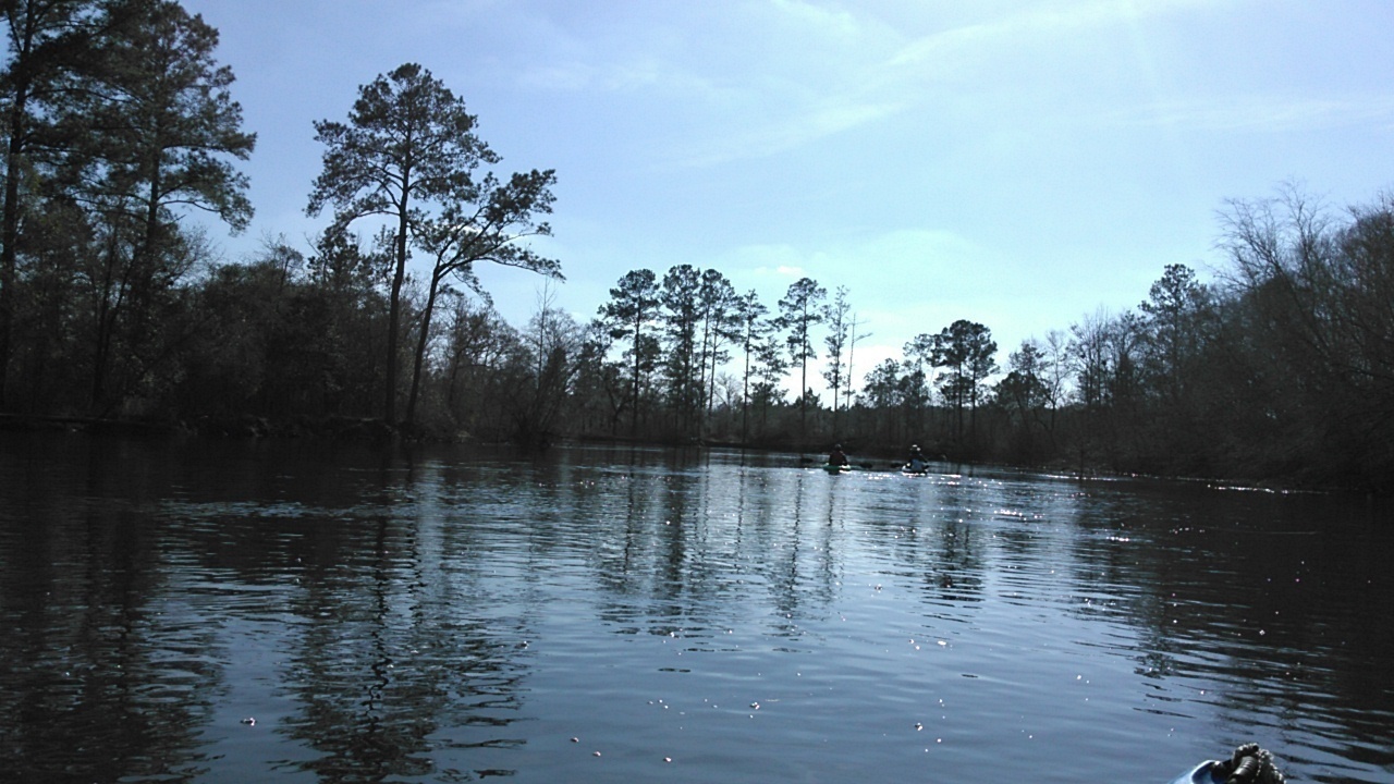 Paddling with pine trees