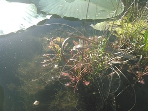 [Closer sundew]