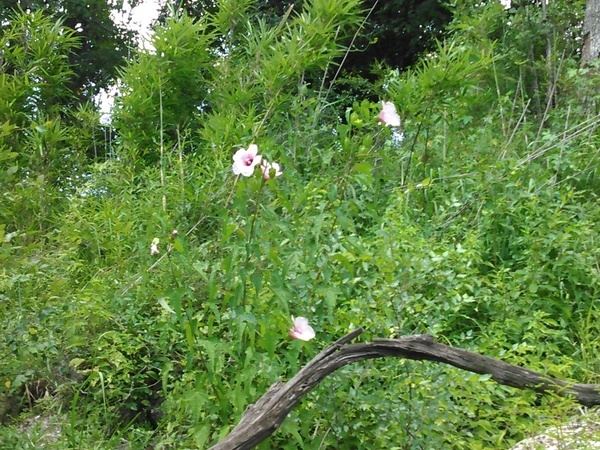 Rosemallow blowing in the wind 30.6405849, -83.3187485