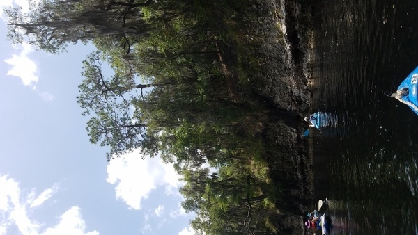 [Longleaf of the Suwannee, 2017:05:20 14:04:04, 30.3864600, -82.9060100 --jsq for WWALS]