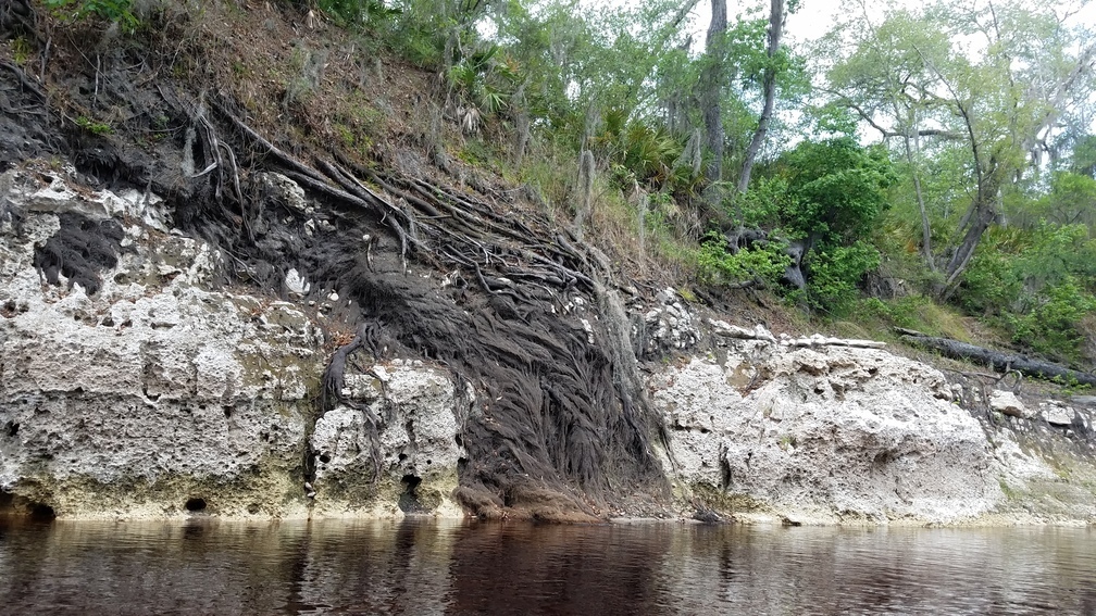 Roots, 2017:05:20 12:14:41, 30.3696754, -82.8892138 --jsq for WWALS