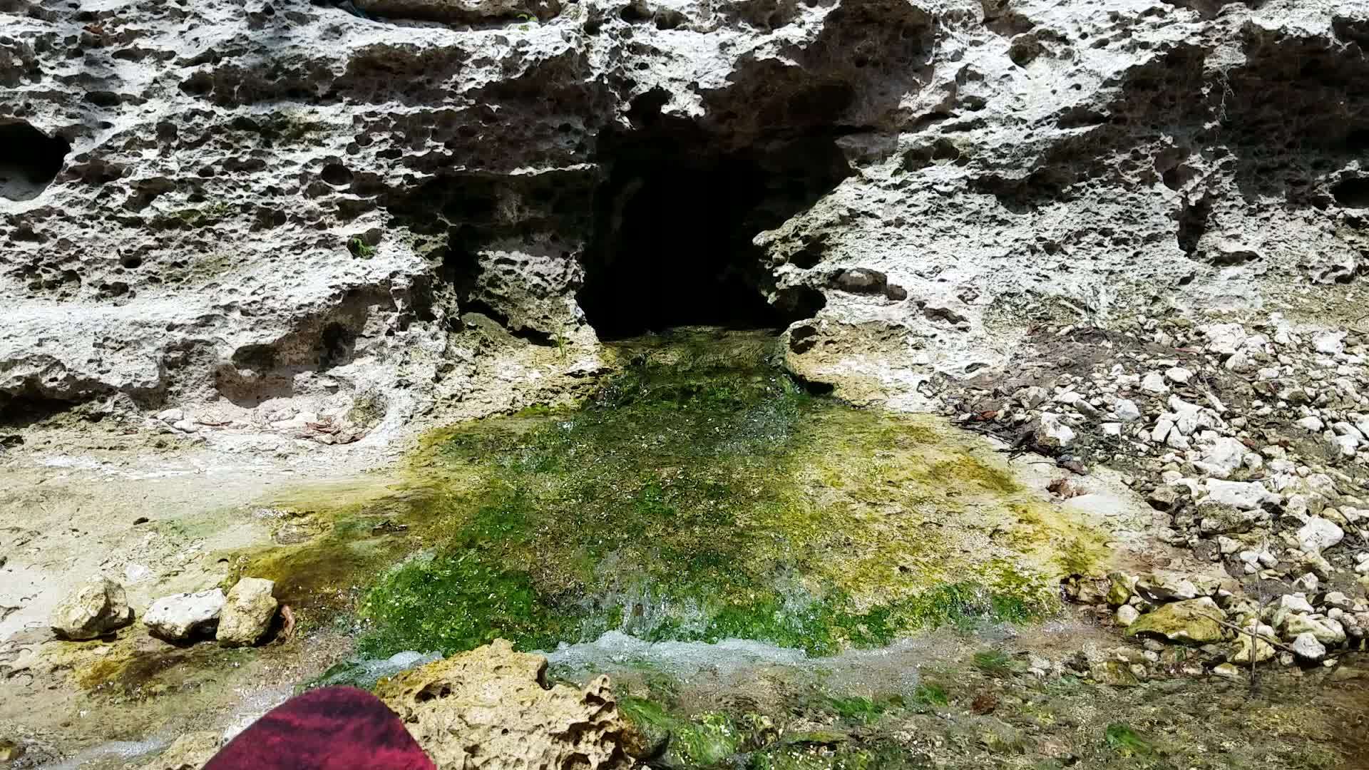 Movie: Very green sulfur spring water, 2017:05:20 15:02:47, 30.390171, -82.926832, --jsq for WWALS