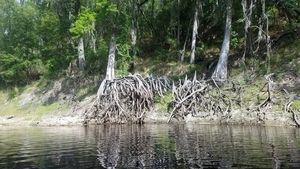 [Nice roots, 2017:05:20 10:45:25, 30.3663140, -82.8730949 --jsq for WWALS]