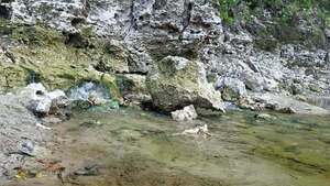 [Movie: More springs just below, 2017:05:20 15:28:03, 30.3946300, -82.9345500 --jsq for WWALS]