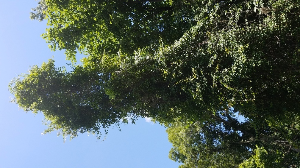 Grape vine with grapes 30 feet up, 30.5025, -83.24258