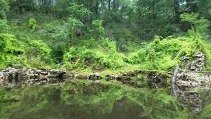 [Movie: Left bank coated with climbing fern (4.8M), 30.53391, -83.24682]