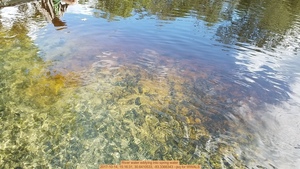 [River water eddying into spring water, 2017-10-14, 15:16:31, 30.6410533, -83.3366343 --jsq for WWALS]