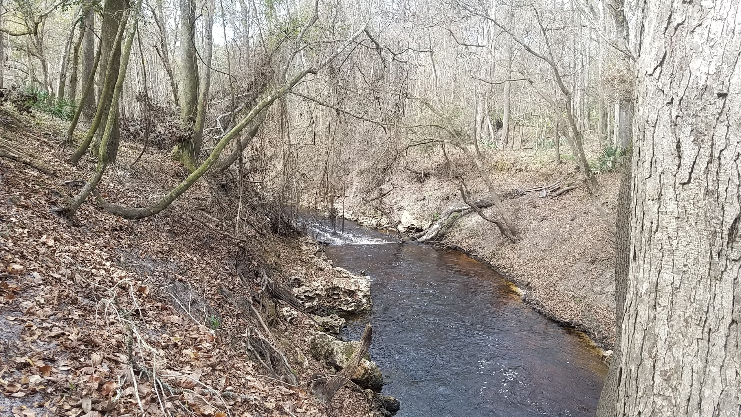 Fast flowing, 13:17:07, 30.5837666, -83.0535975