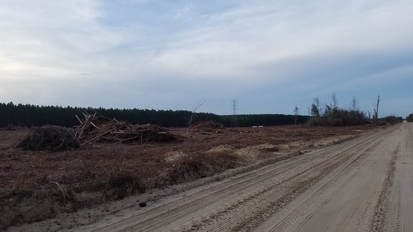 Logging pile and STT NW of SW 40th Ave., 17:36:39, 30.4550796, -83.1780731