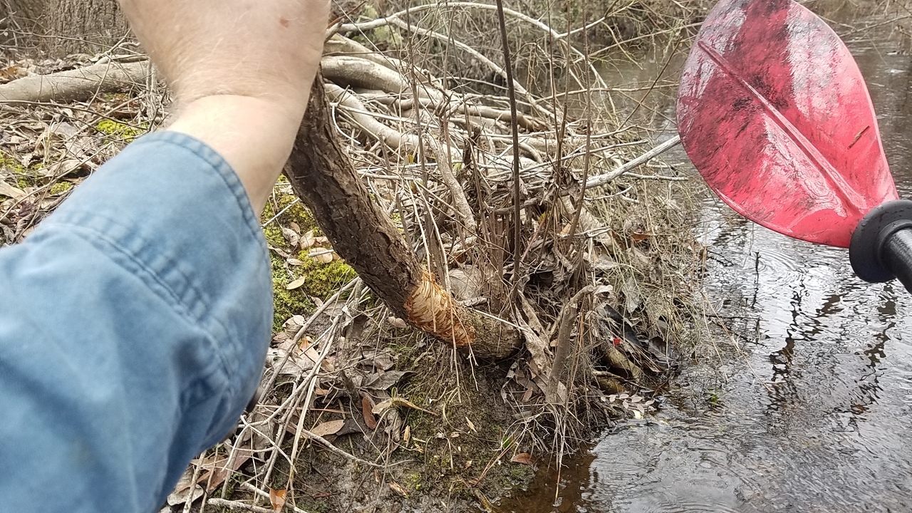 Beaver gnaw, 10:46:53, 31.017048, -83.303645