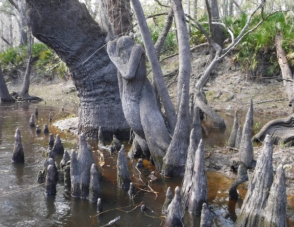 Cypress knees