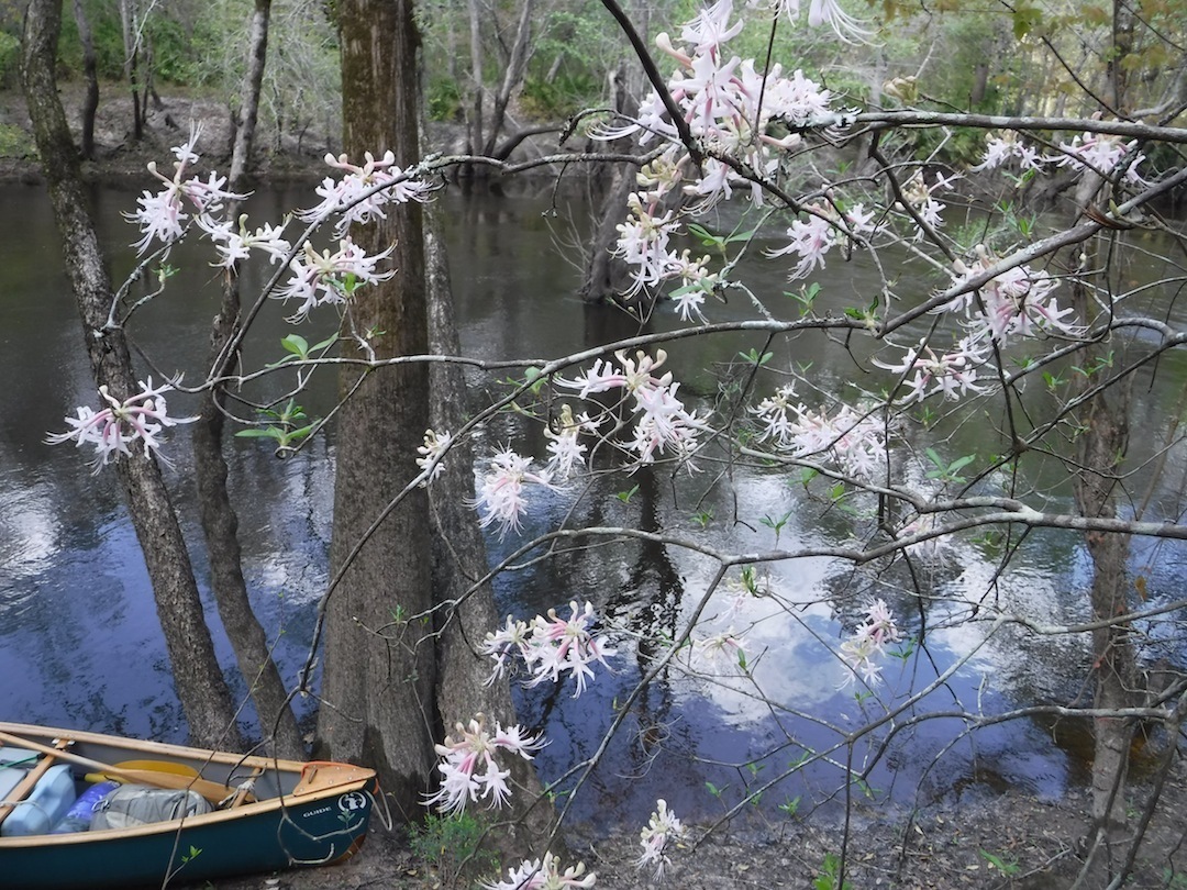 Native wild azaleas, Rhododendron canescens