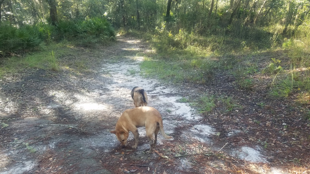 Dogs sniffing, 09:33:41, 30.8483418, -83.3482468