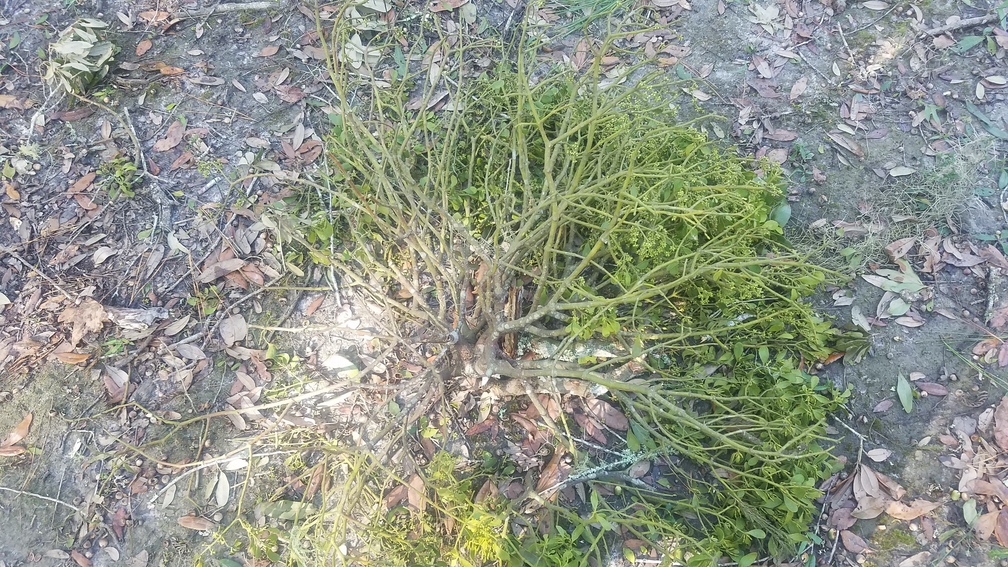 Mistletoe on ground, 10:06:00, 30.8457182, -83.3468619