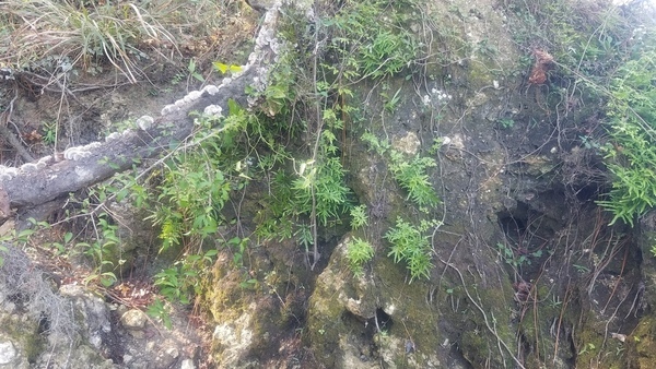 [Japanese climbing fern, 13:37:17, 30.6327700, -83.3093007]