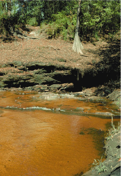 Sinkhole near the Withlacoochee River. (Photograph by Richard E. Krause, U.S. Geological Survey.)