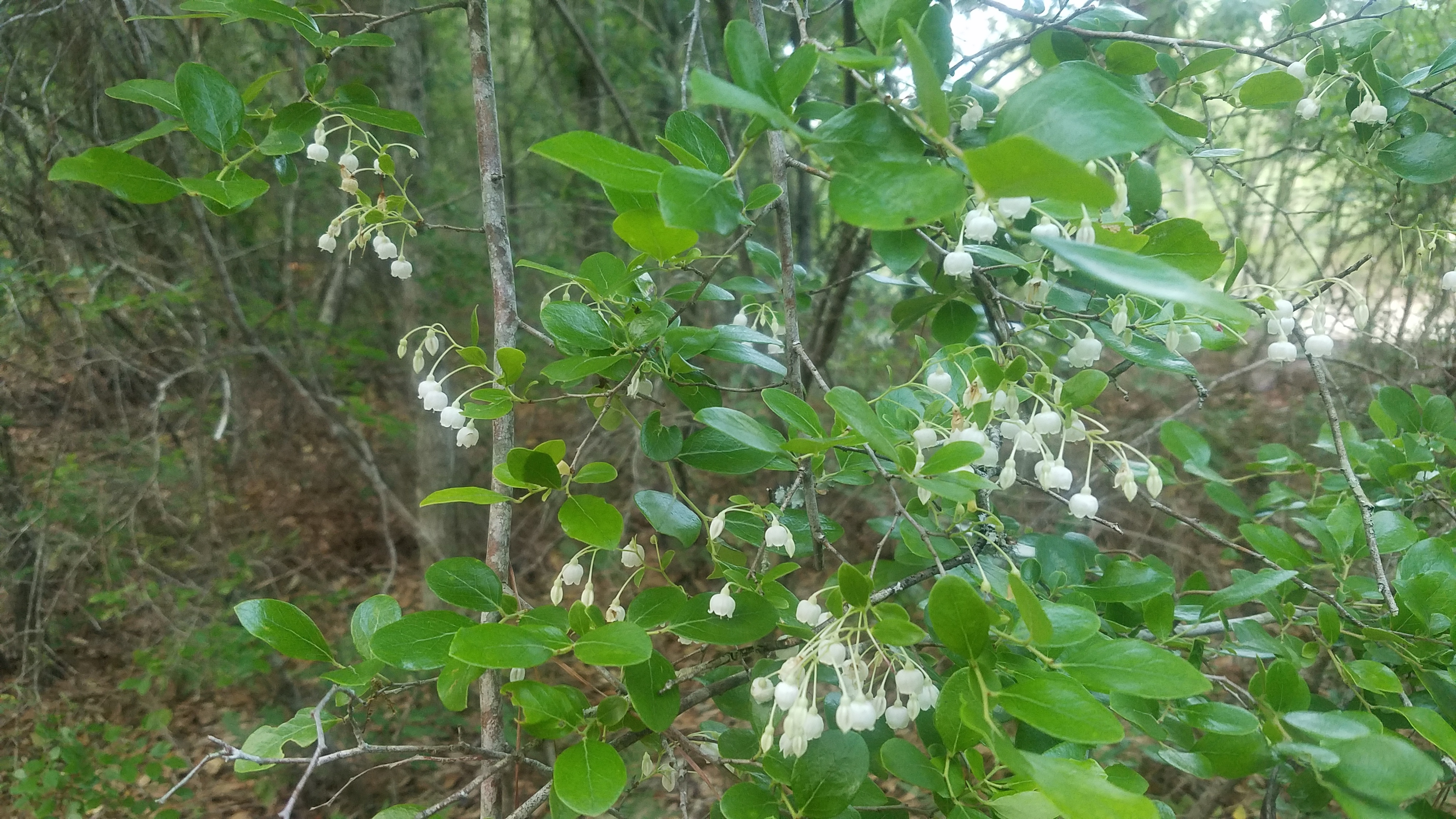 What is this plant?