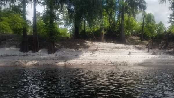 [Sand bank above Hunter Creek, 11:21:58, 30.4837040, -82.7006030]