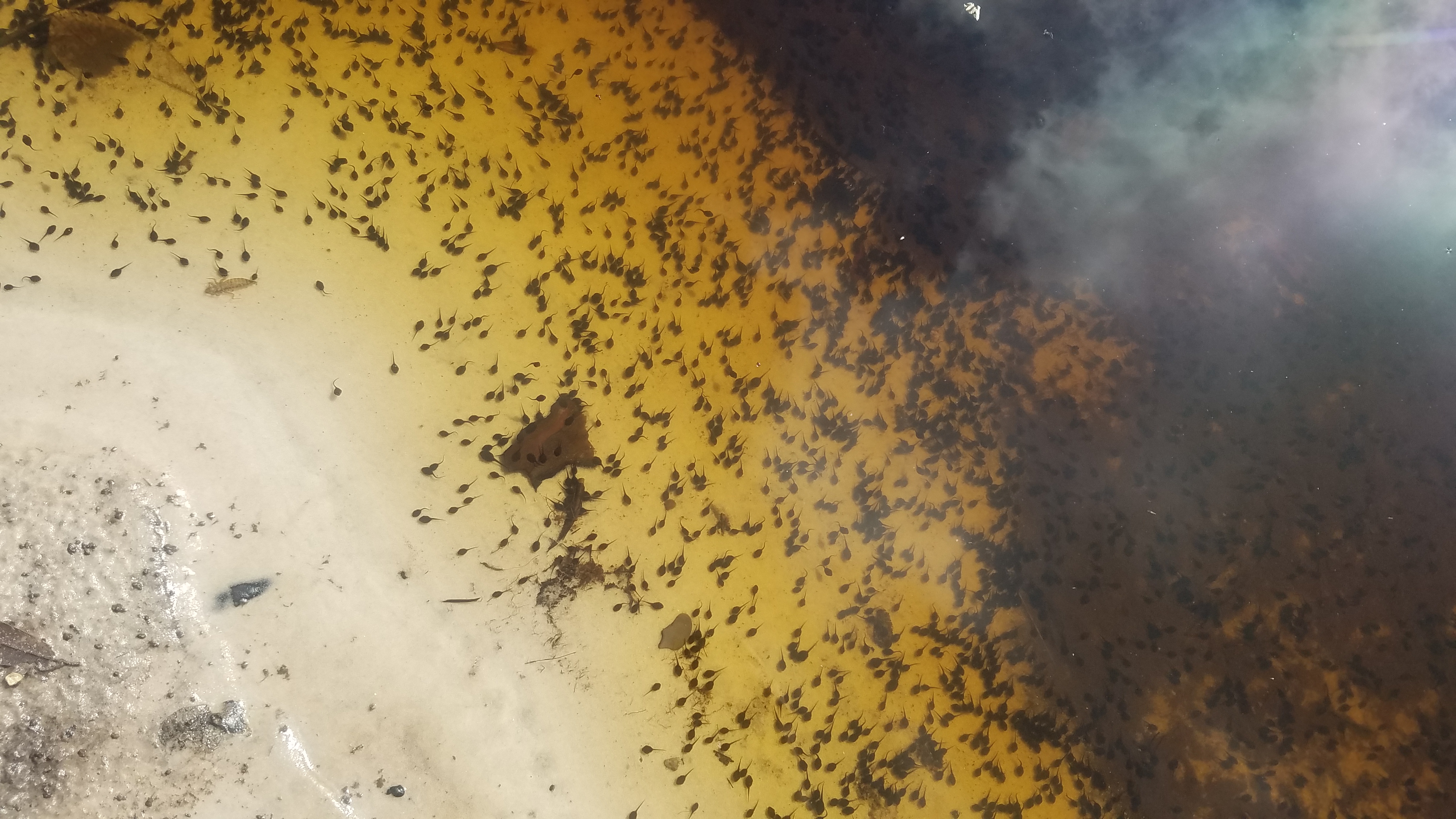 Tadpoles, 09:36:47, 30.5078799, -82.7168837