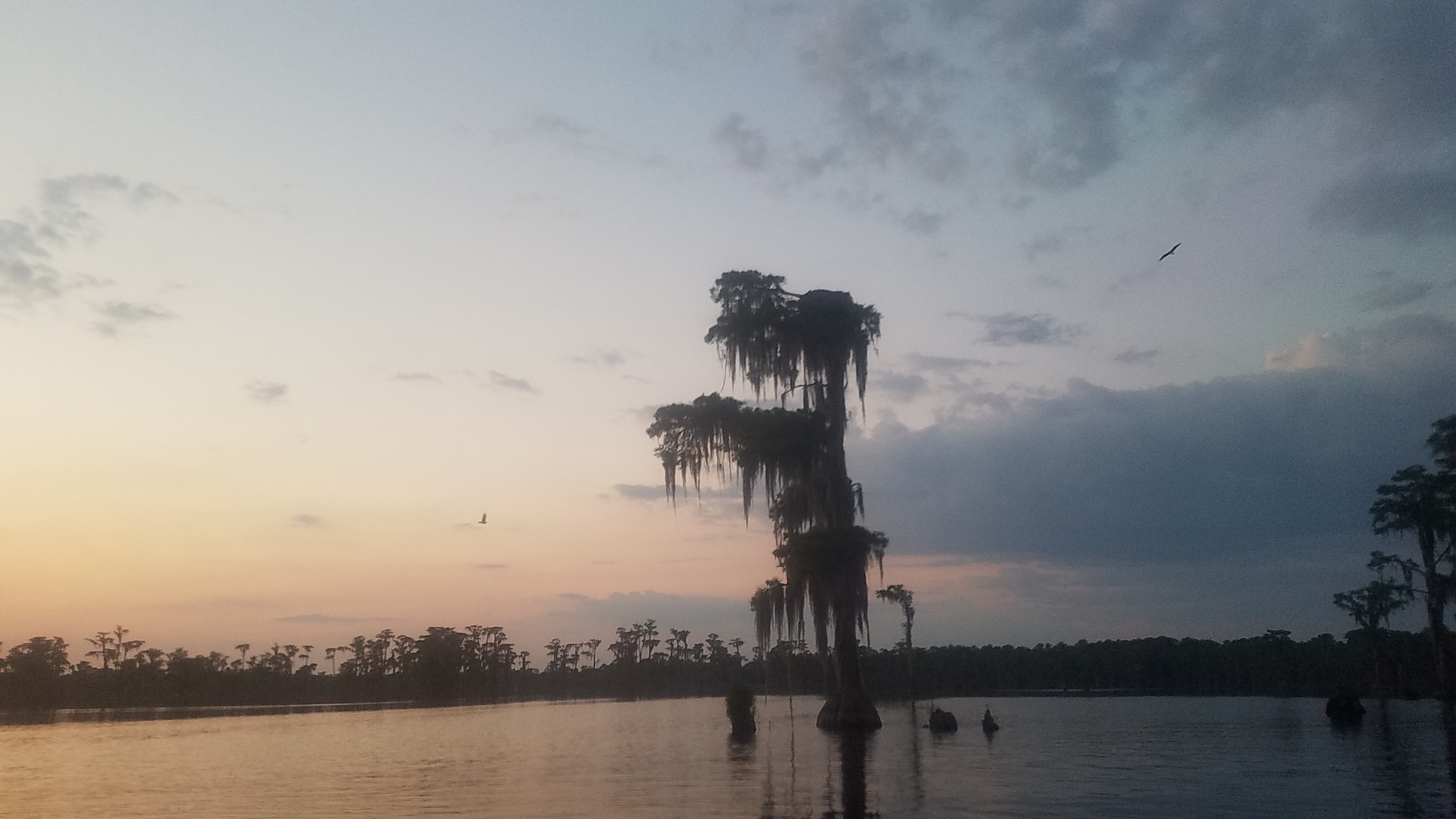 Two ospreys and their nest